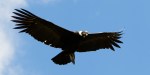 CONDOR