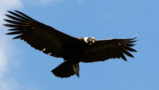 CONDOR