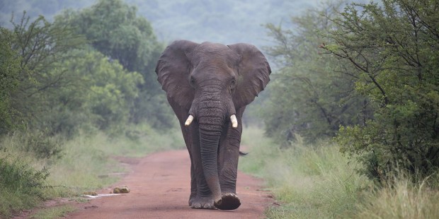 SAFARI