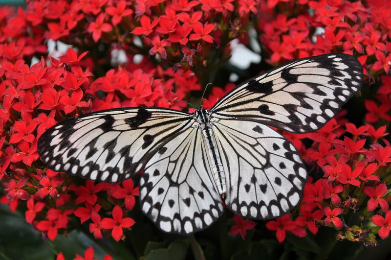 Butterfly_Pixabay_Black_white_PD