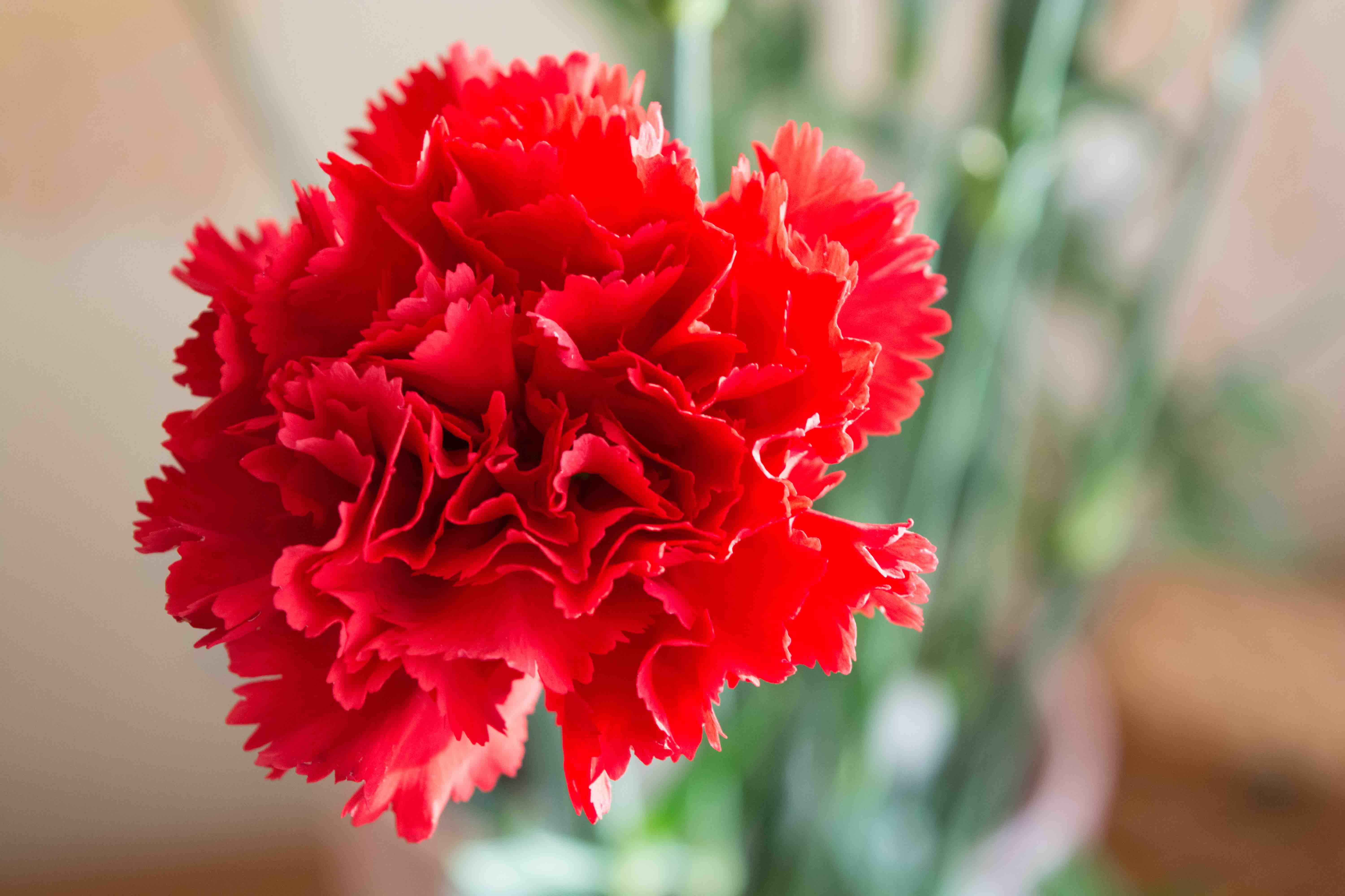 WEB CARNATION FLOWER PURE LOVE Shutterstock