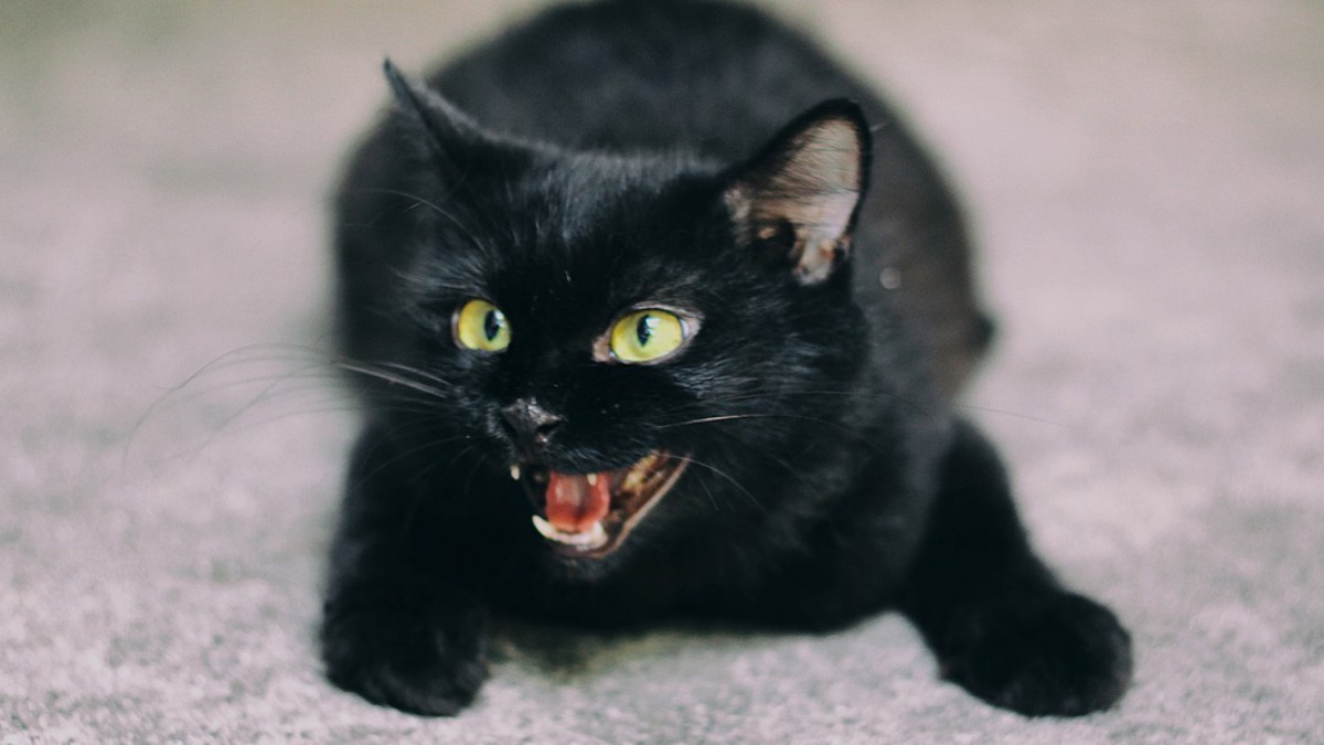BLACK CAT