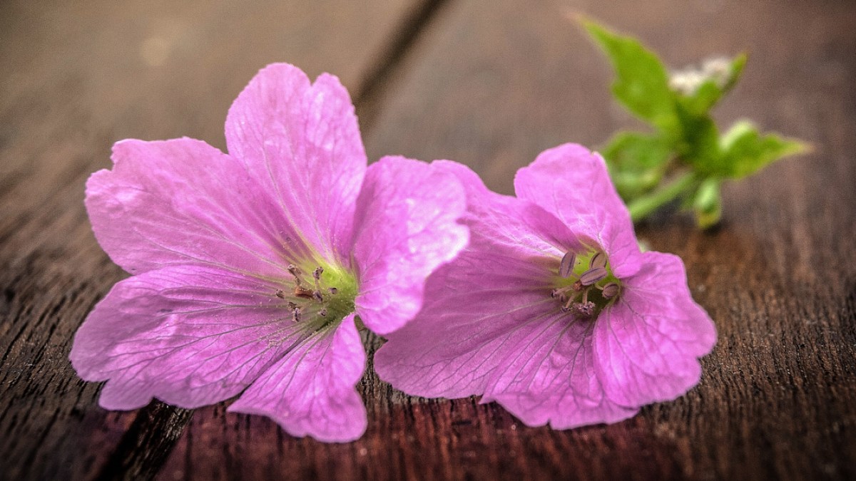 PINK GERANIUMS