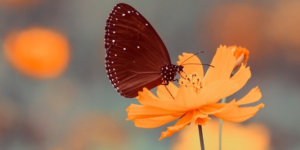 BUTTERFLY