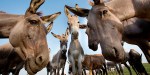 DONKEYS