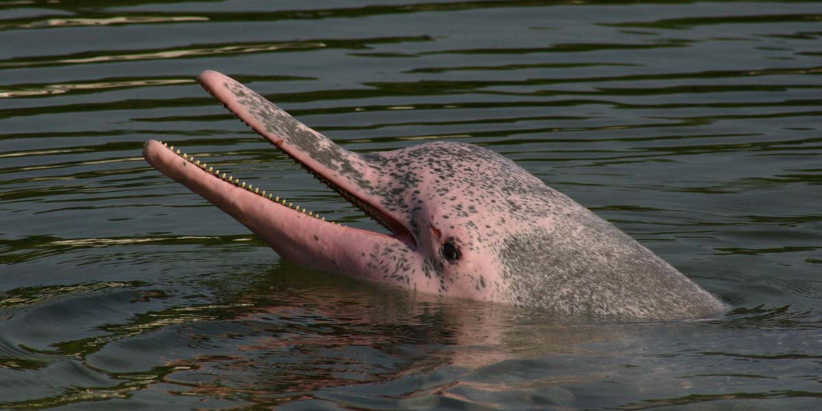 PINK,DOLPHIN,RIVER,AMAZON