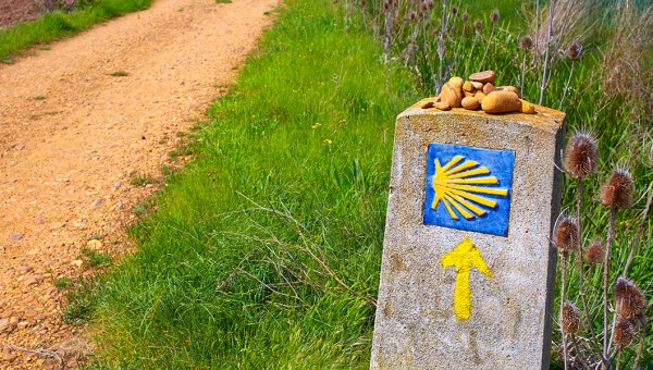 ŻÓŁTA STRZAŁKA, CAMINO