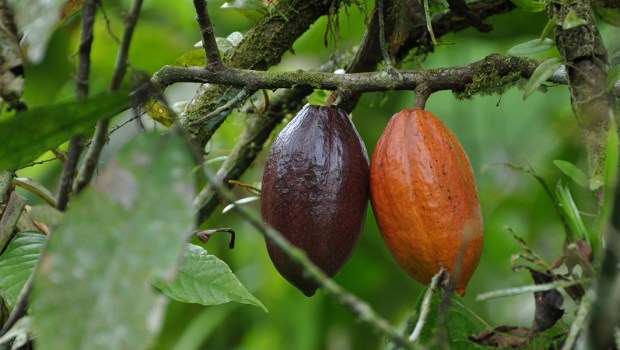 CACAO