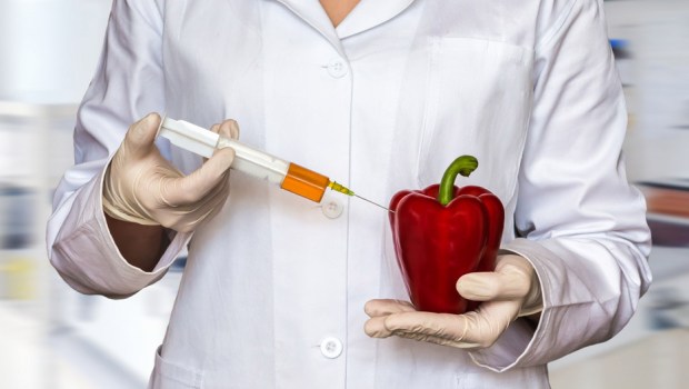 GMO