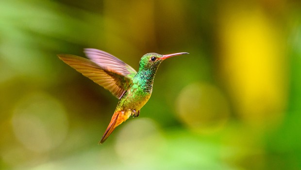 HUMMERINGBIRD