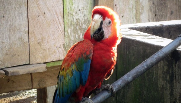 MACAW