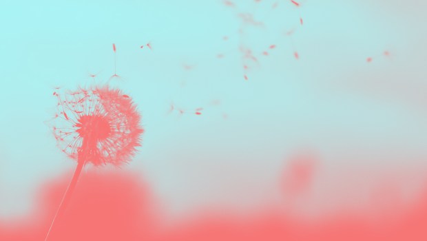 DANDELION