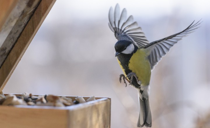 Bird feeding in winter