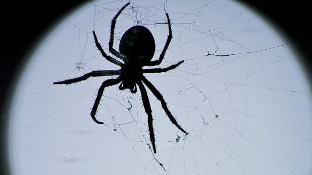 web3-spider-black-and-white-luck-shutterstock_46540468-l-i-g-h-t-p-o-e-t-ai