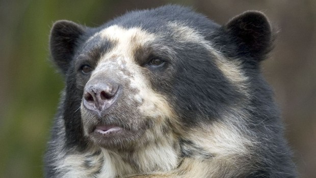 ANDEAN BEAR