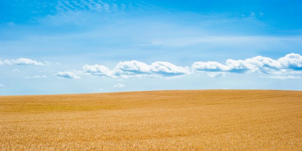 WHEAT