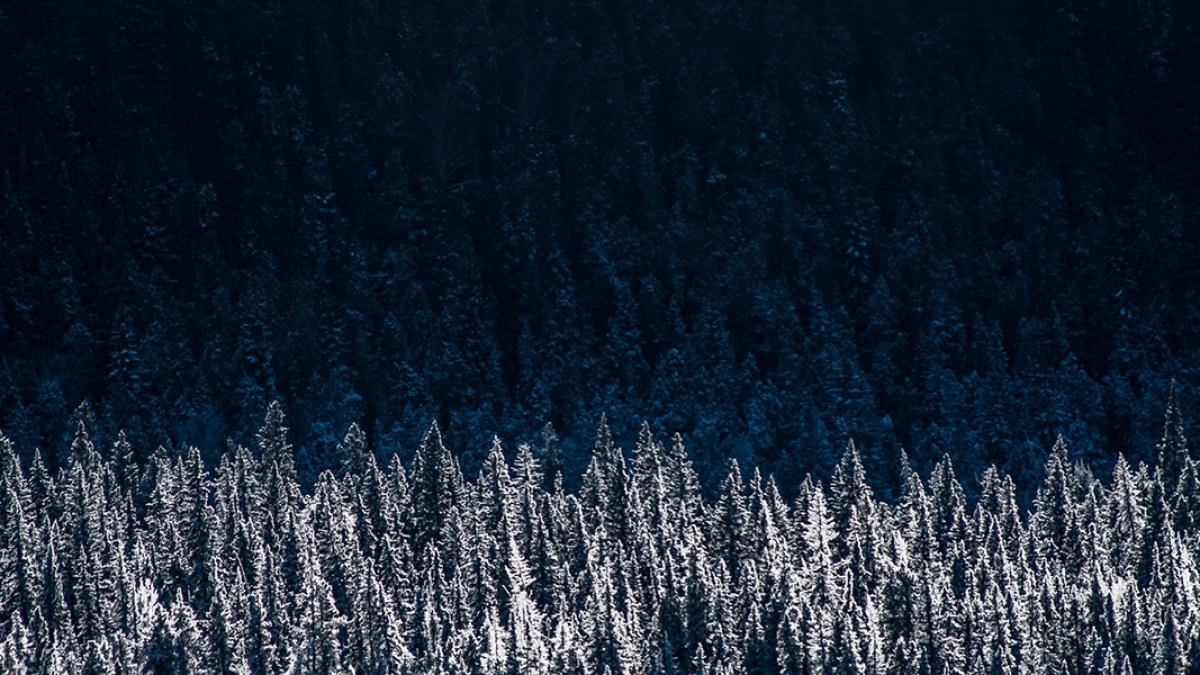 SPRUCE