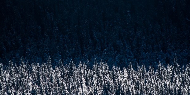 SPRUCE