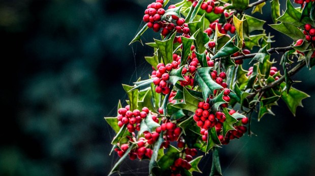 HOLLY PLANT