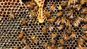 Bees in beehive