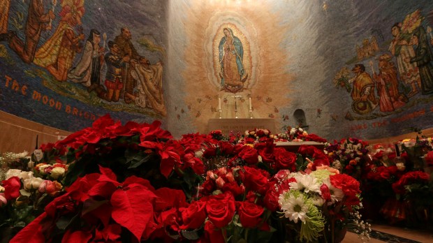 WEB3 POINSETTIAS CHRISTMAS ALTAR BASILICA OF THE NATIONAL SHRINE OF THE IMMACULATE CONCEPTION OUR LADY OF GUADALUPE 2 Fr Lawrence Lew, O.P. CC BY-NC-ND 2.0