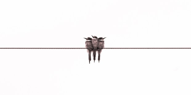 SPARROWS