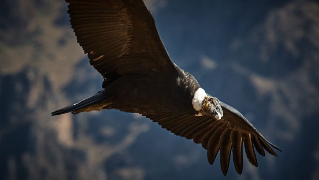 CONDOR