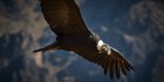 CONDOR
