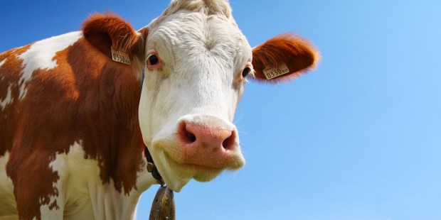 COW