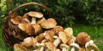 MUSHROOMS