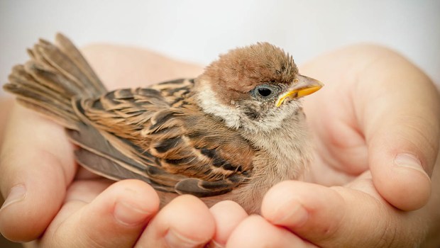 SPARROW