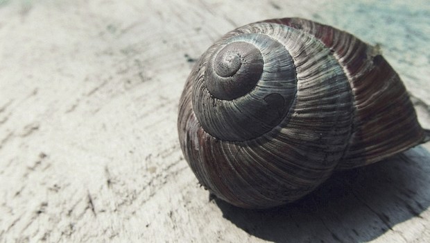 SNAIL