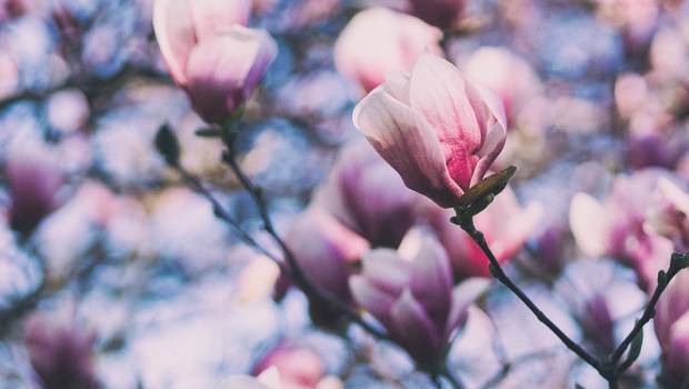 SPRING