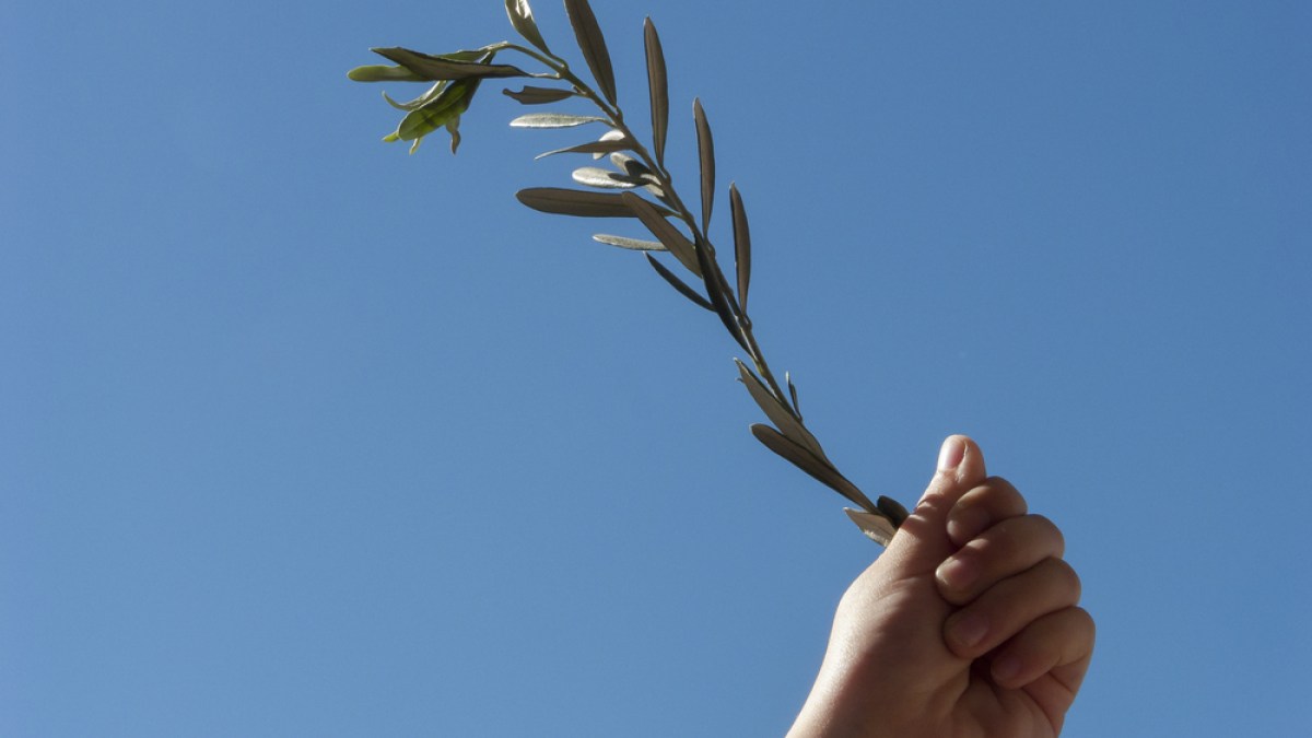 OLIVE BRANCH