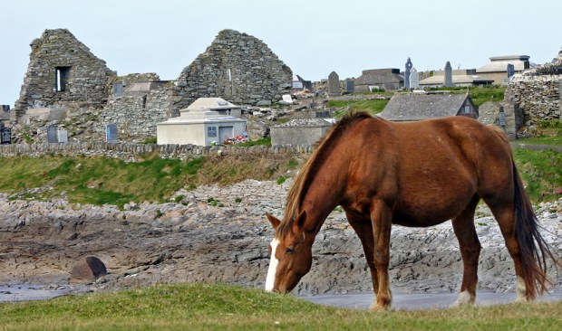 HORSE IN IRELAND
