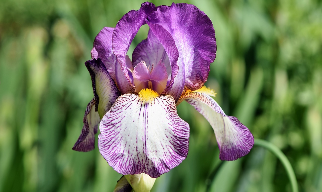 IRIS
