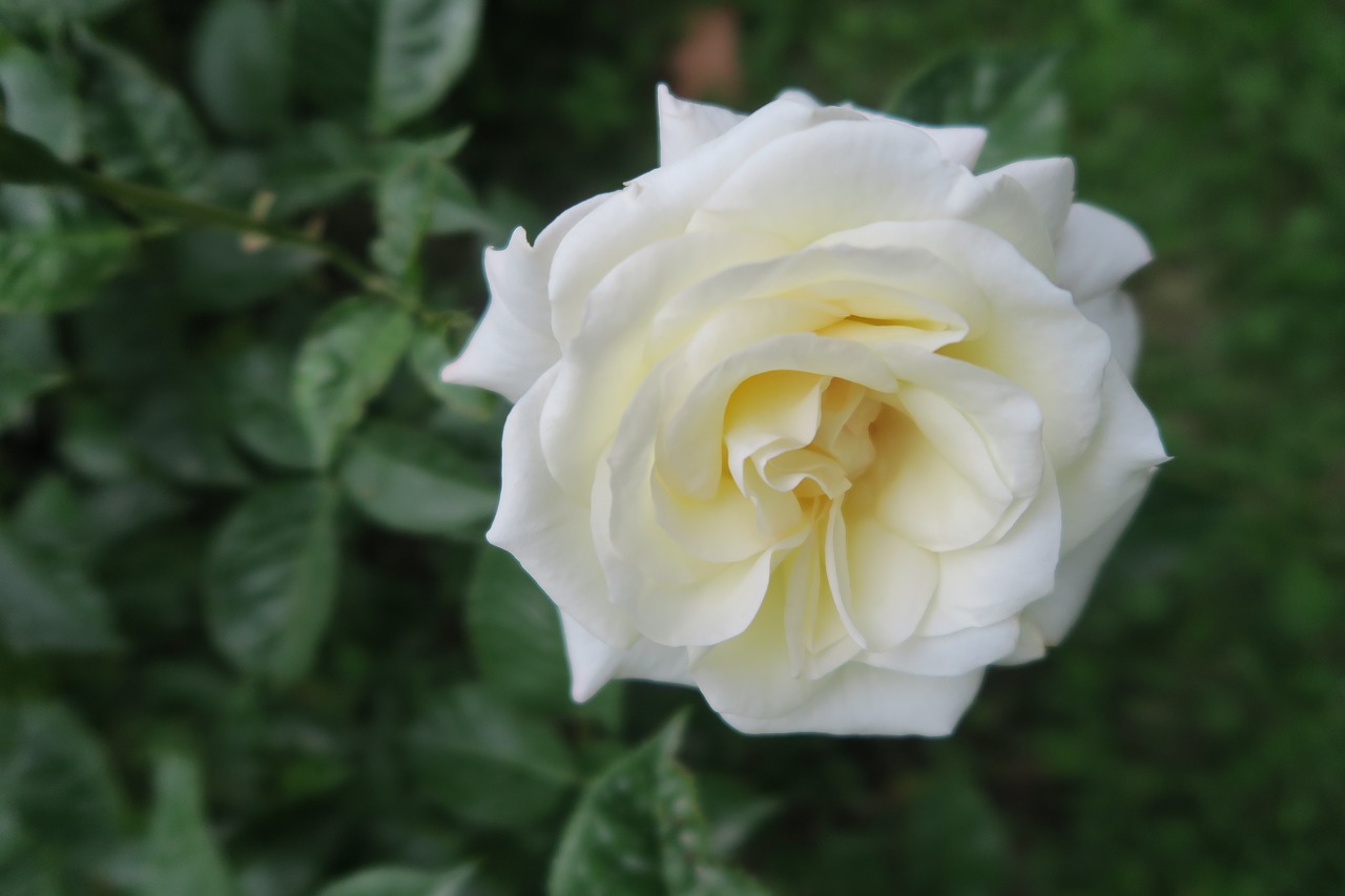 LA ROSE BLANCHE
