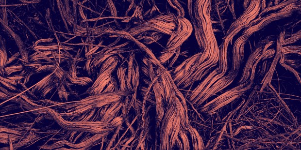 ROOTS