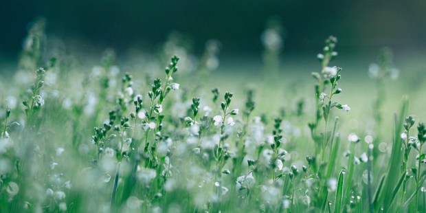 MEADOW