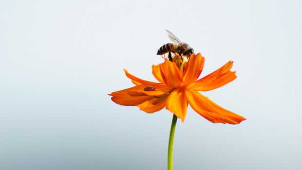 BEE AND FLOWER