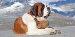 ST BERNARD