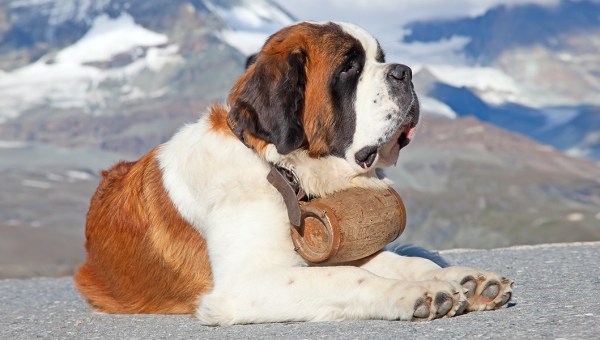 ST BERNARD