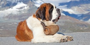 ¿Por qué los perros San Bernardo se llaman así?