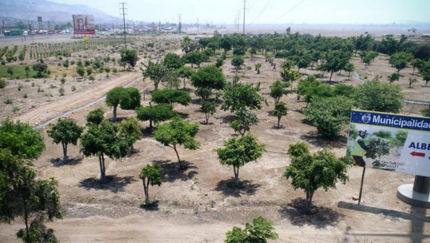 FORESTATION