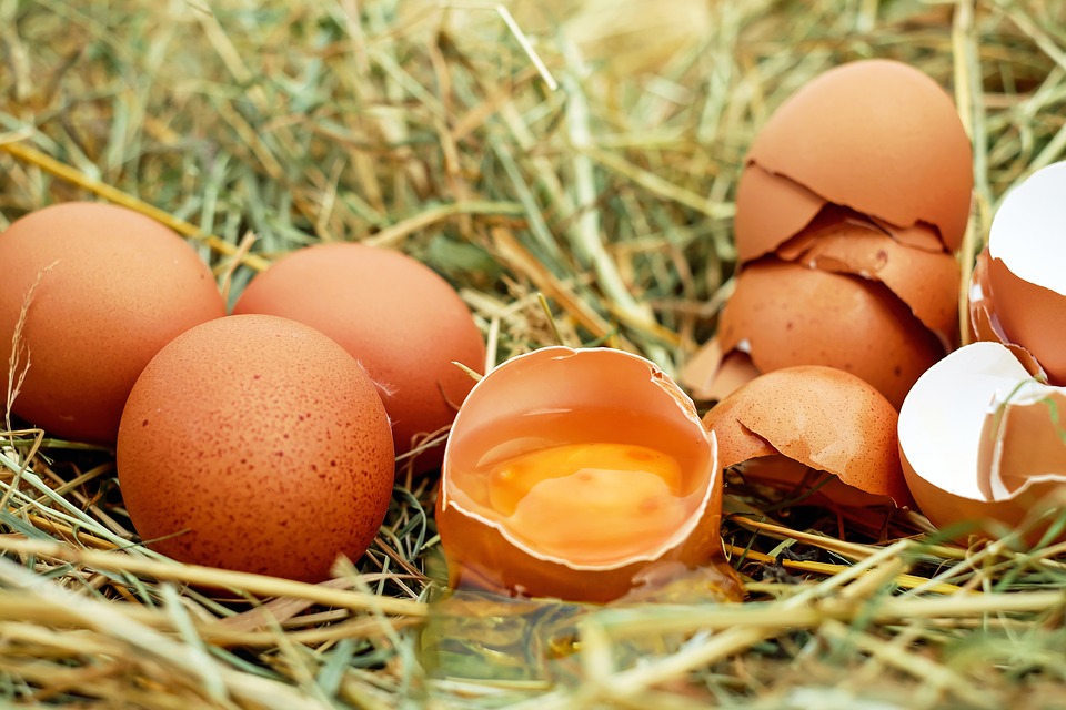 egg-1510449_960_720