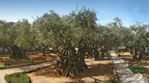 GETHSEMANI