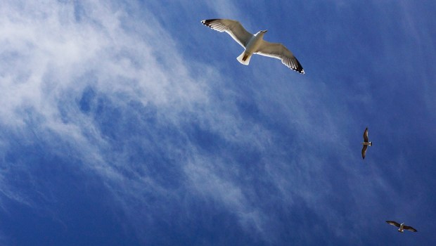 BIRD