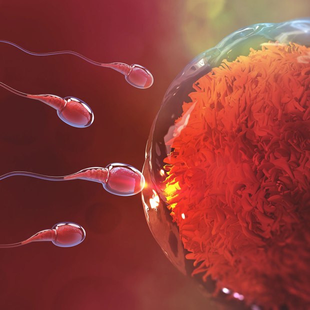 la-historia-de-la-vida-de-tu-bebe-en-imagenes-desde-la-concepcion-hasta-el-nacimiento-7911