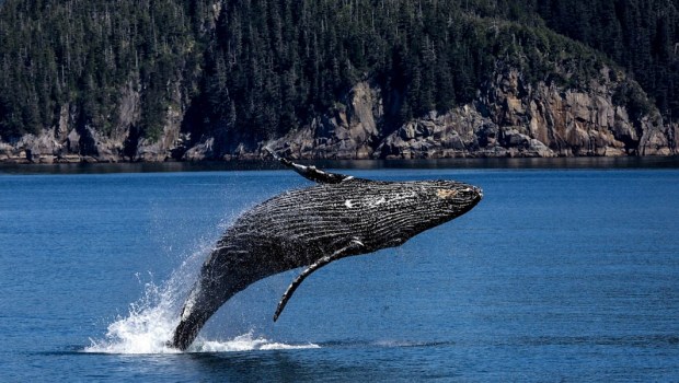 WHALE