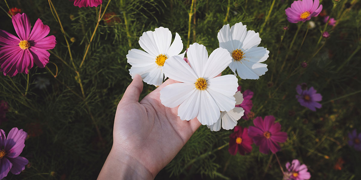 FIELD OF FLOWERS